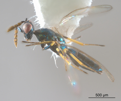 Diaulinopsis