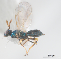 Diglyphus