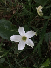 Jaborosa integrifolia