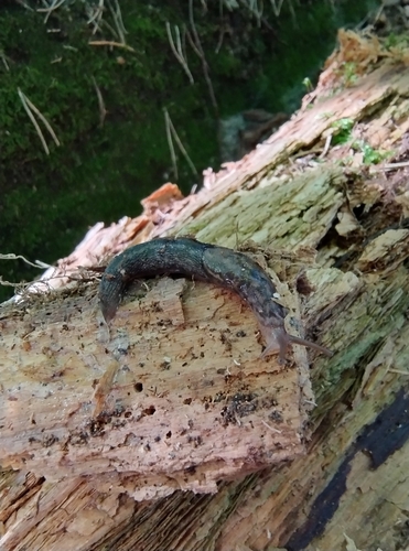 Limax maximus