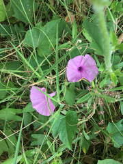 Ipomoea setifera