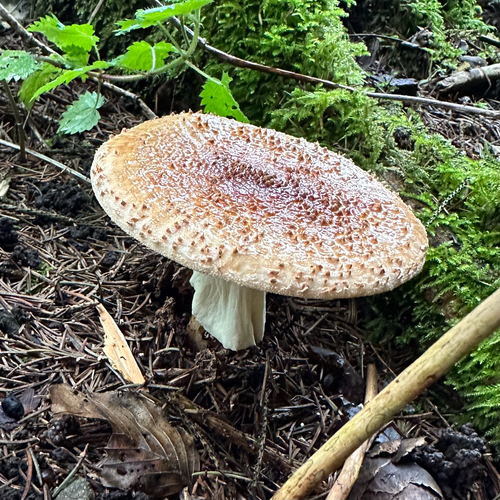 Spitzschuppiger Stachelschirmling