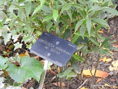 Sarcococca hookeriana digyna