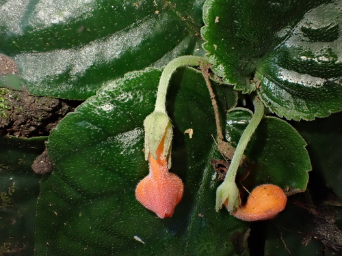 Gasteranthus anomalus