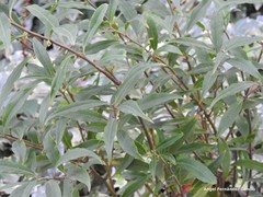 Sarcococca hookeriana digyna