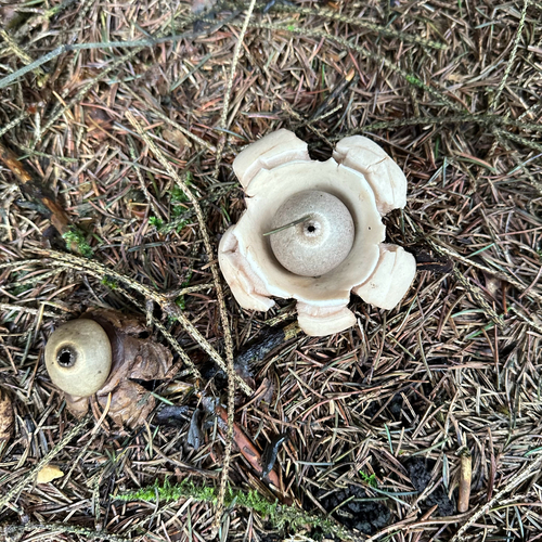 Halskrausen-Erdstern