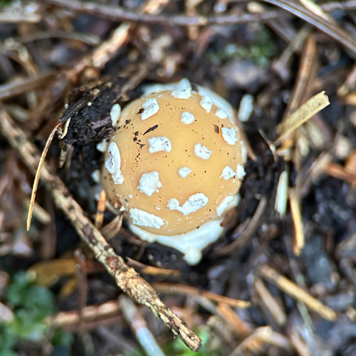 Narzissengelber Wulstling