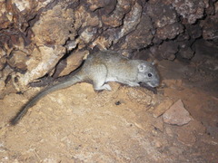 Common Punare photo 3