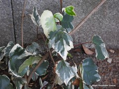Hedera algeriensis