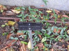 Ampelopsis bodinieri