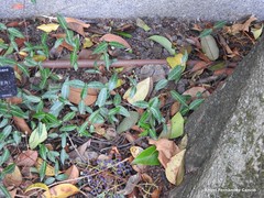 Ampelopsis bodinieri