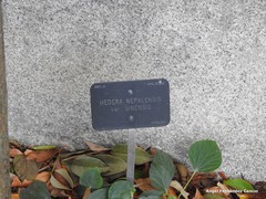 Hedera nepalensis