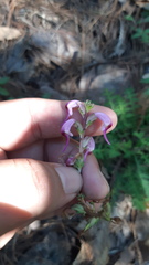 Pedicularis glabra