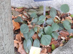 Hedera nepalensis