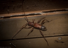 Porithodes pustulata