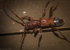 Porithodes pustulata