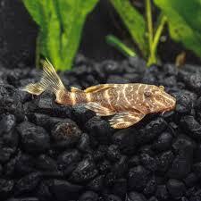 Clown panaque (Panaqolus maccus) — Loricariidae