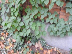 Hydrangea hydrangeoides