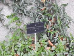 Hydrangea hydrangeoides