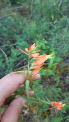 Castilleja ortegae