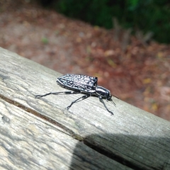 Homocyrtus bonni