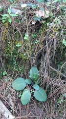 Ageratina bellidifolia