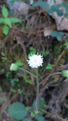 Ageratina bellidifolia