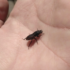 Erichius vittatus vittatus