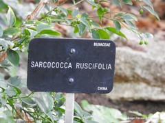 Sarcococca ruscifolia