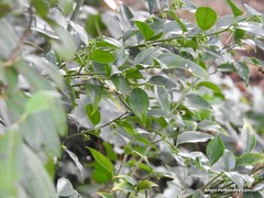 Sarcococca ruscifolia