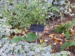 Sarcococca hookeriana digyna