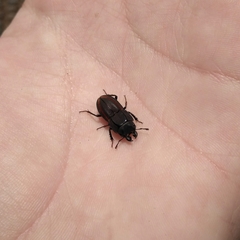 Erichius vittatus vittatus