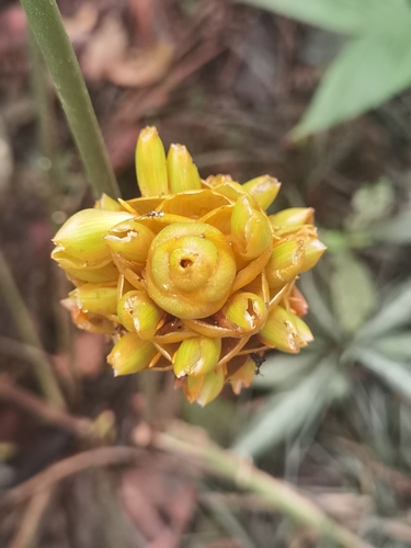 Goeppertia majestica