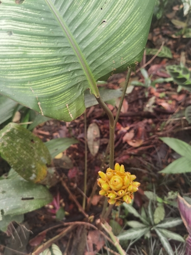 Goeppertia majestica