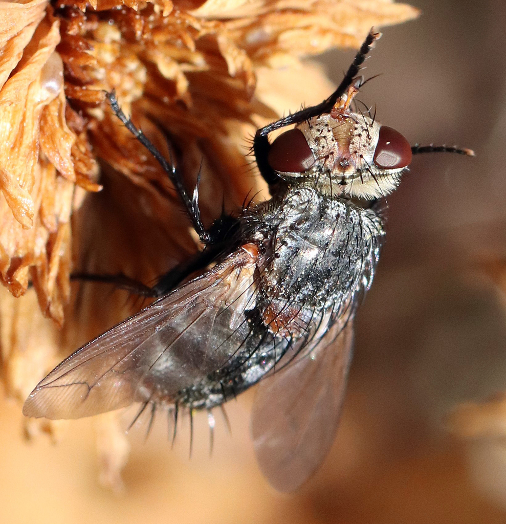 Peleteria anaxias