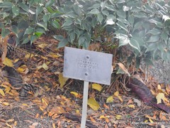 Sarcococca ruscifolia