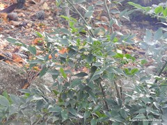 Sarcococca ruscifolia