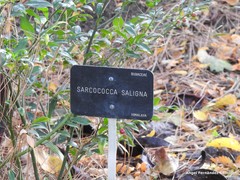 Sarcococca saligna