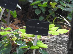 Epimedium perralderianum