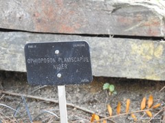 Ophiopogon planiscapus