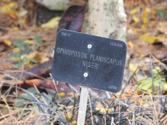 Ophiopogon planiscapus