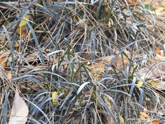 Ophiopogon planiscapus