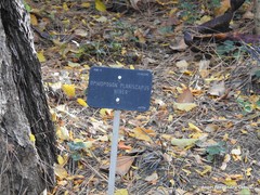 Ophiopogon planiscapus