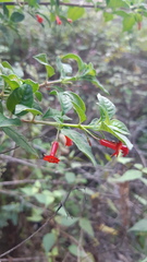 Fuchsia thymifolia