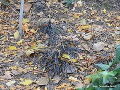 Ophiopogon planiscapus