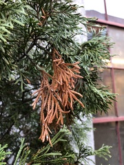 Pestalotiopsis funerea