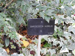 Sarcococca hookeriana digyna