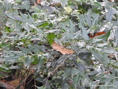 Sarcococca hookeriana digyna