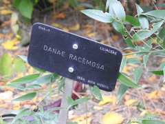Danae racemosa
