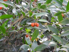 Danae racemosa